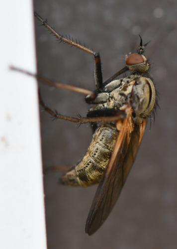 Empis tessellata